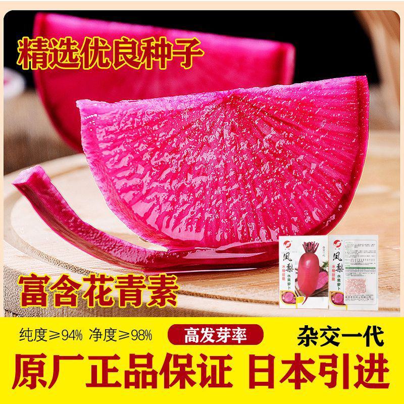 正品凤梨红心水果萝卜种子红紫皮红心冰糖甜脆种子春秋播紫红