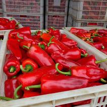 精品红椒基地一手货源，大量供货，欢迎采购