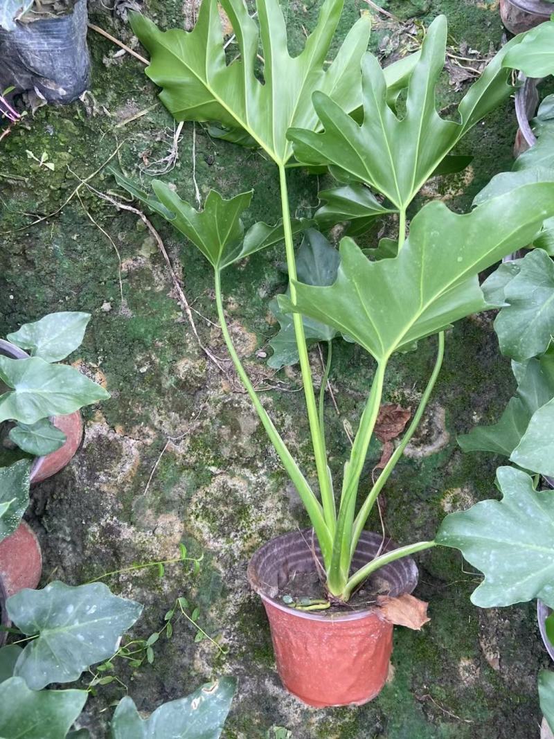 春芋双色杯，春芋工程苗批发