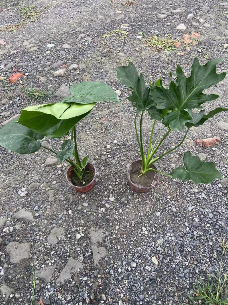 春芋双色杯，春芋工程苗批发