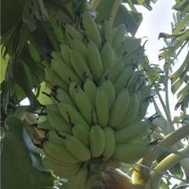 广西百色田阳区香蕉🍌，种植大户，一手货源产地直发