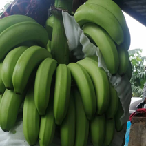 百色田阳威廉斯香蕉，种植大户，一手货源产地直发