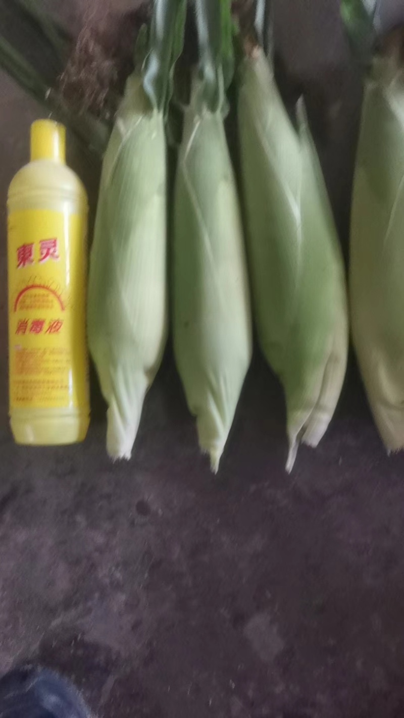 甜糯玉米