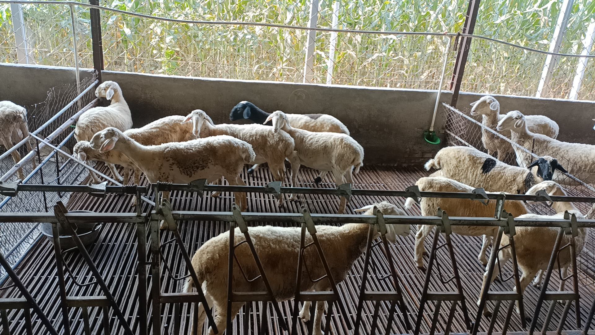 桐乡市规模化湖羊养殖场航拍图