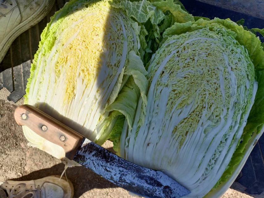 家庭厨房中切好的黄心白菜准备下锅