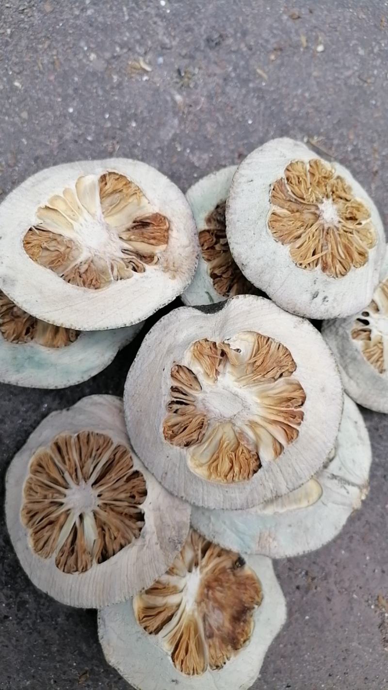 供应优质衢枳壳大货