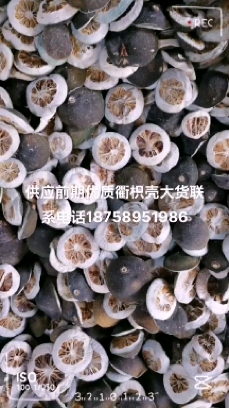 供应优质衢枳壳大货
