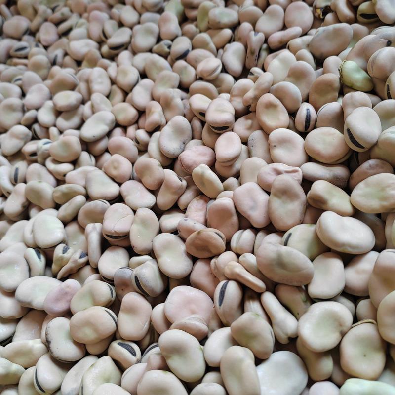 白皮黑芽蚕豆种子，粒粒精选，毛货大量供应，价格随行