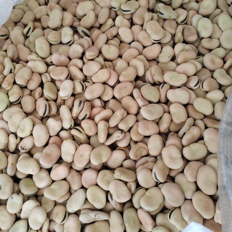 白皮黑芽蚕豆种子，粒粒精选，毛货大量供应，价格随行