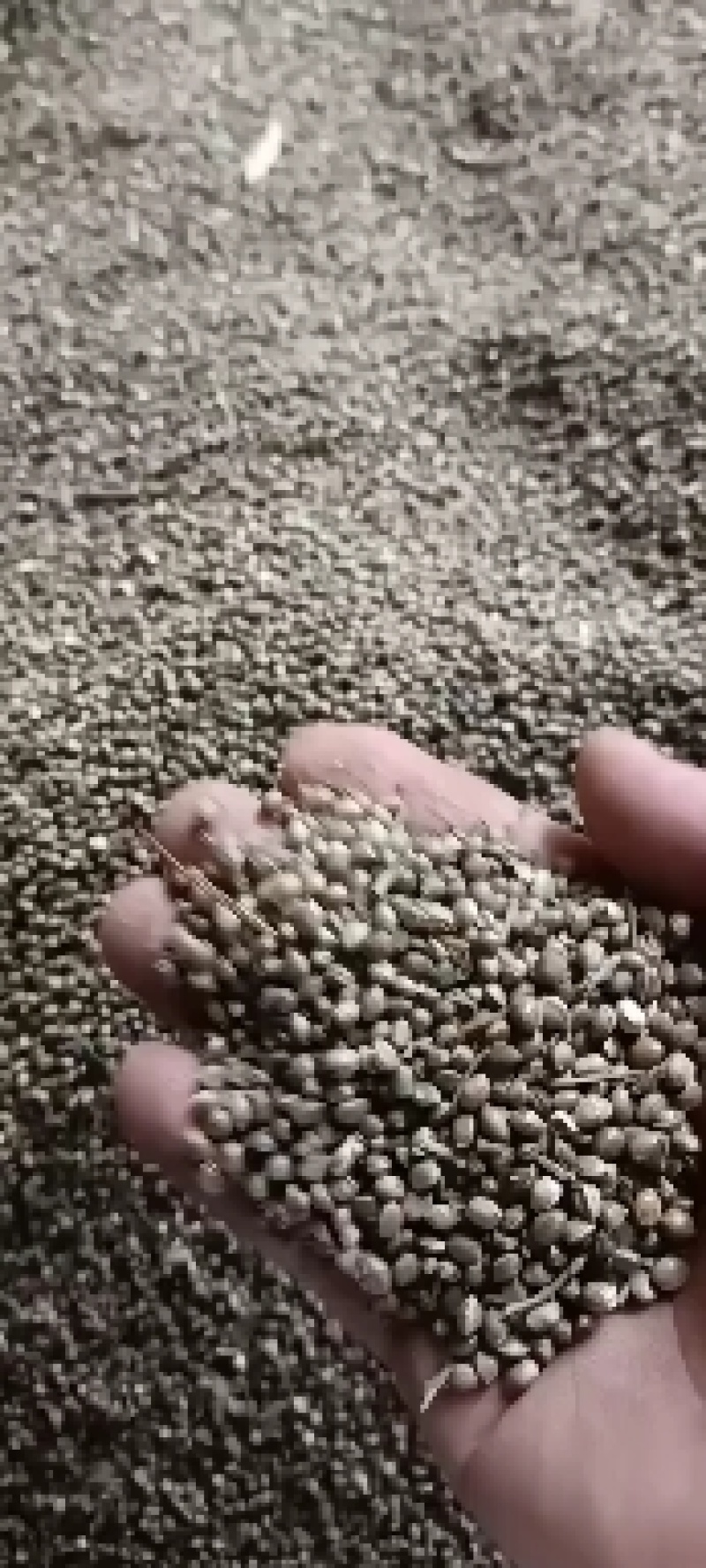 麻子