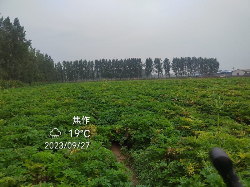 河南焦作优质白芷鲜货