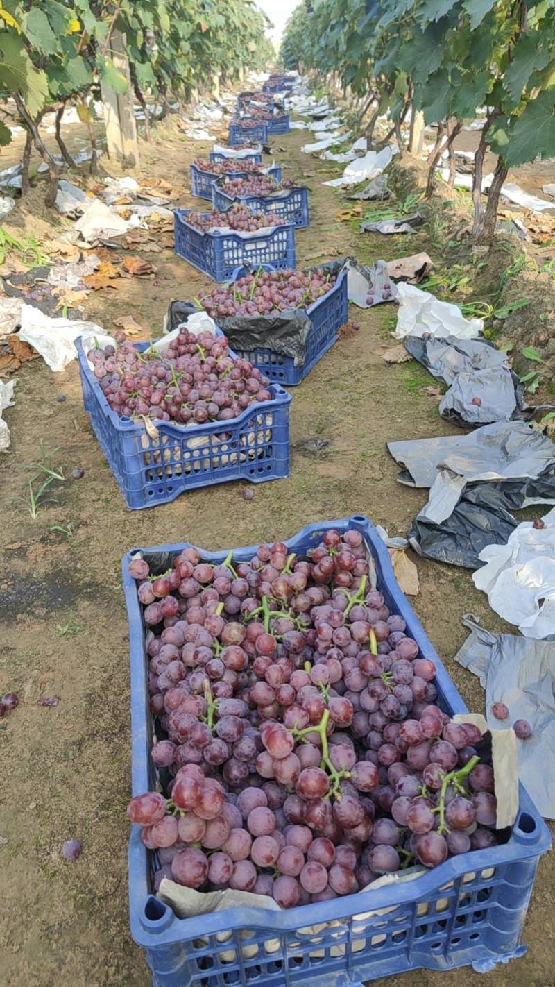 巨峰葡萄千亩基地向全网接单并有专业团队为你服务