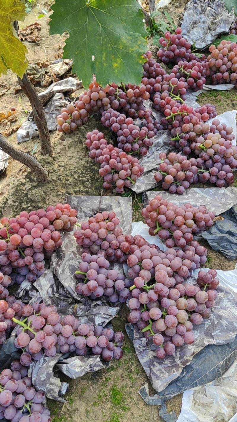 巨峰葡萄千亩基地向全网接单并有专业团队为你服务