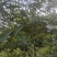 高产山苍子苗