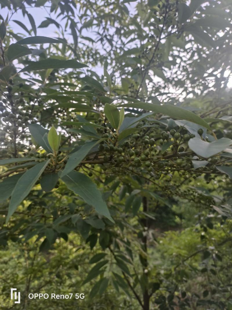 高产山苍子苗