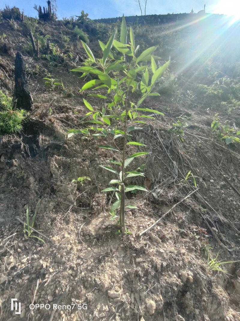 高产山苍子苗