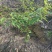 高产山苍子苗