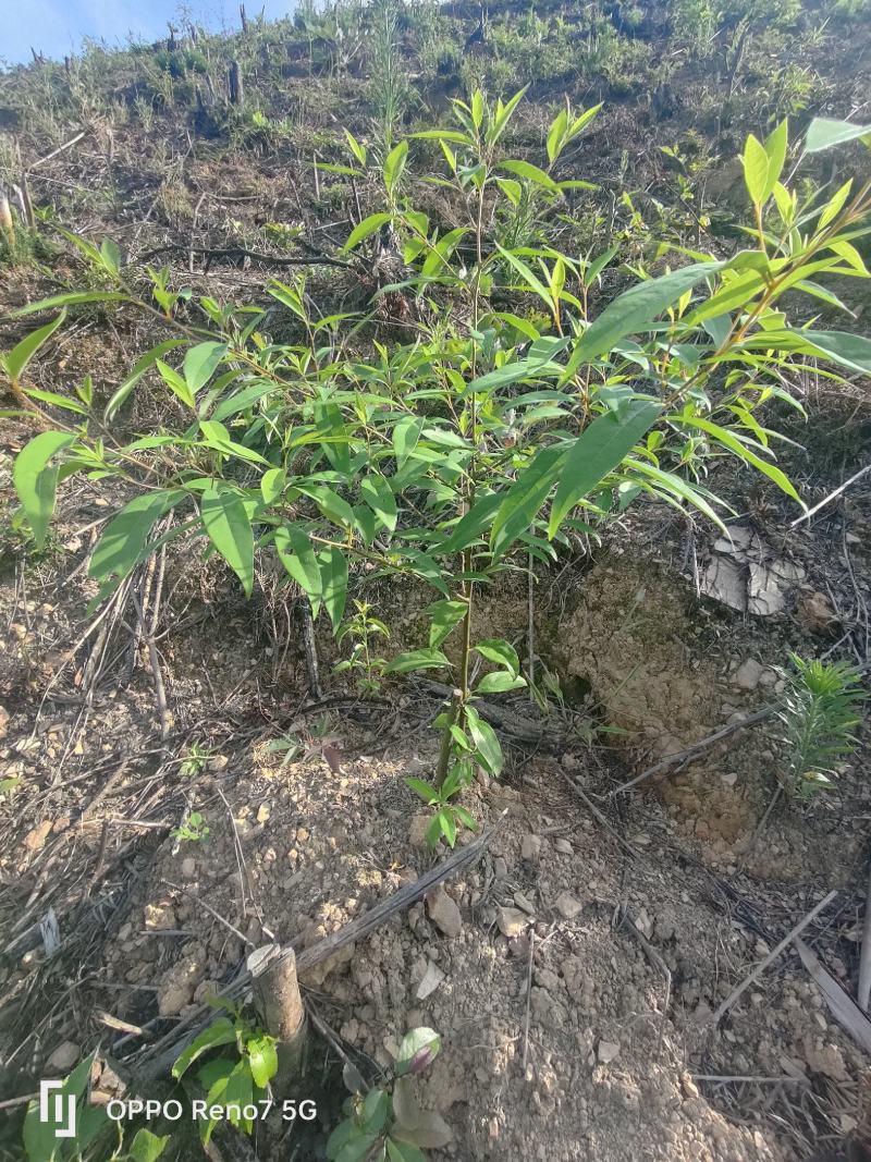 高产山苍子苗