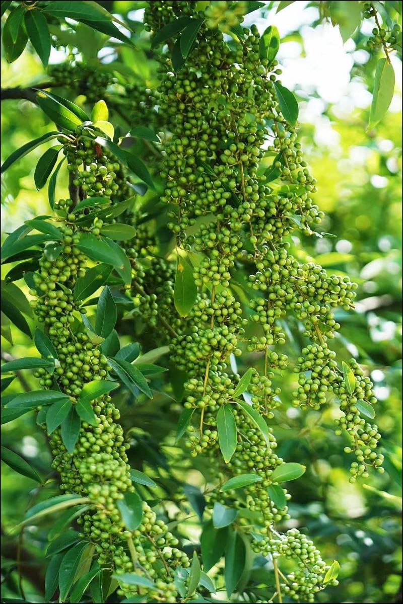 高产山苍子苗