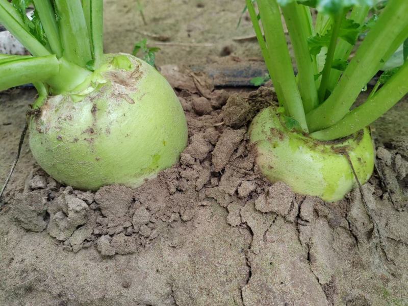 精品芥菜大量上市产地直发保质保量欢迎新老客户采购
