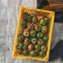 草莓柿子/草莓番茄产地直供常年有货稳定供应有量有价