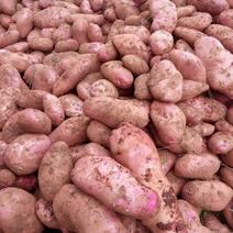 【红皮土豆】基地发货品质保证货源充足价格优惠。