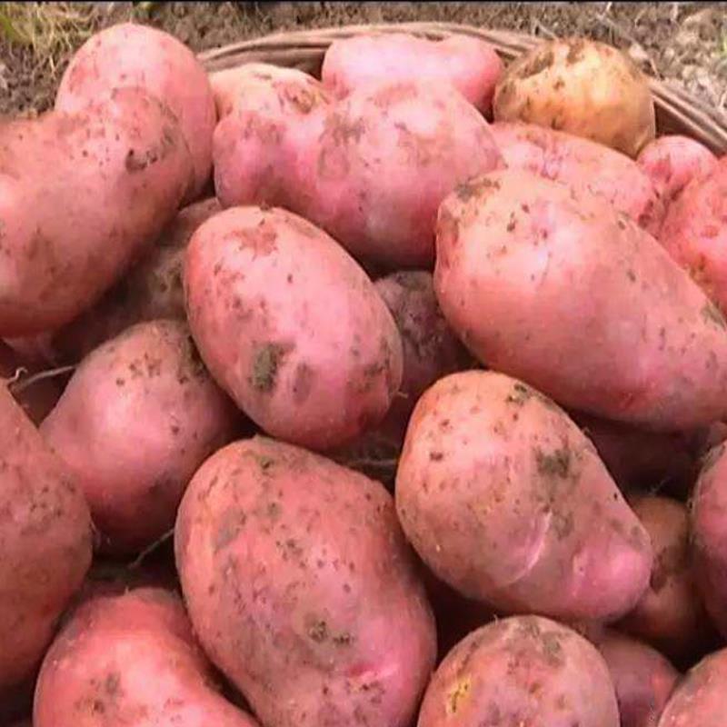 【红皮土豆】基地发货品质保证货源充足价格优惠。