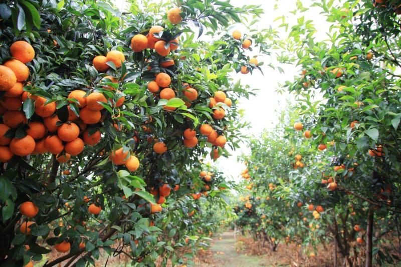 【蜜橘】基地发货品质保证货源充足量大从优价格优惠