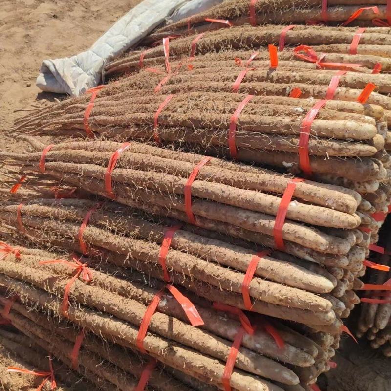 河北铁棍山药铁杆山药自产自销全国发货，2万斤起批量走货