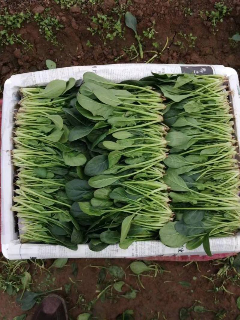 山东精品小叶菠菜产地直发一手货源欢迎咨询