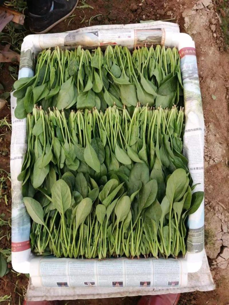 山东精品小叶菠菜产地直发一手货源欢迎咨询