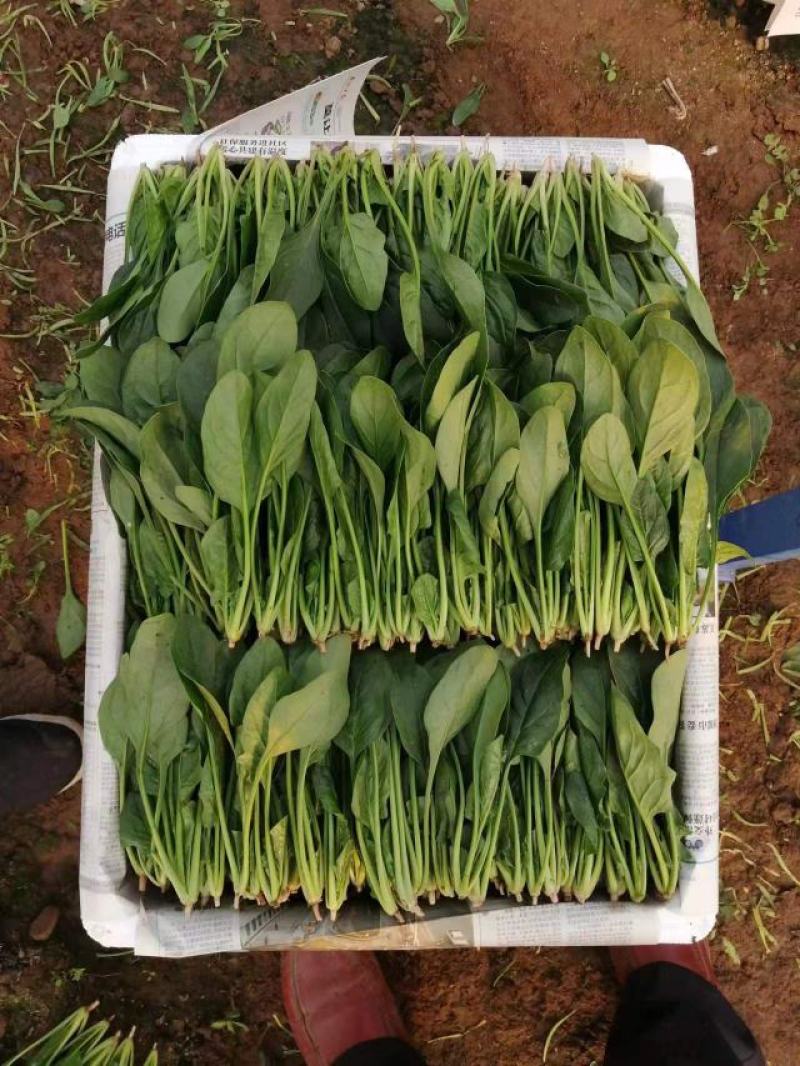 山东精品小叶菠菜产地直发一手货源欢迎咨询