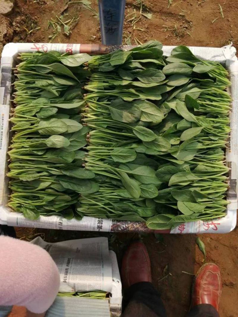 山东精品小叶菠菜产地直发一手货源欢迎咨询