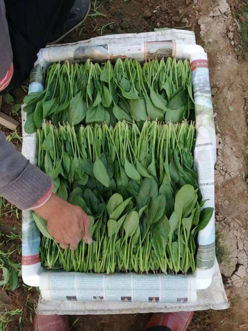 山东精品小叶菠菜产地直发一手货源欢迎咨询