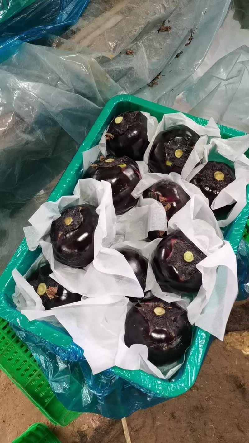 山东聊城精品紫光圆茄原产地发货一手货源批发品质保证