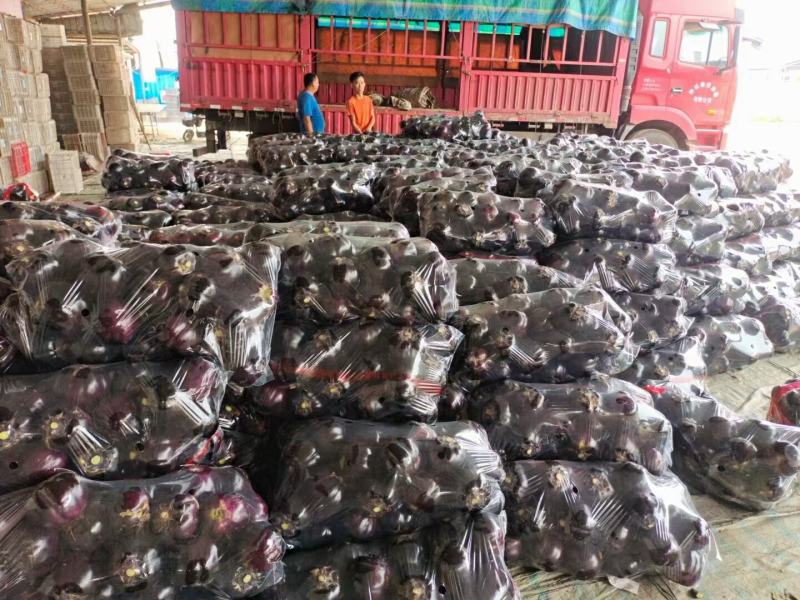 山东聊城精品紫光圆茄原产地发货一手货源批发品质保证