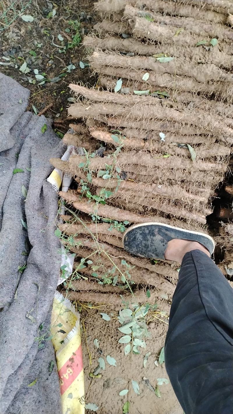 河南省安阳市内黄县沙土地山药上市中欢迎老板选购