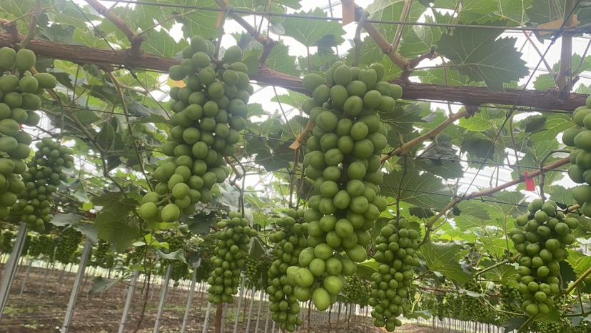 阳光玫瑰葡萄青提种植园