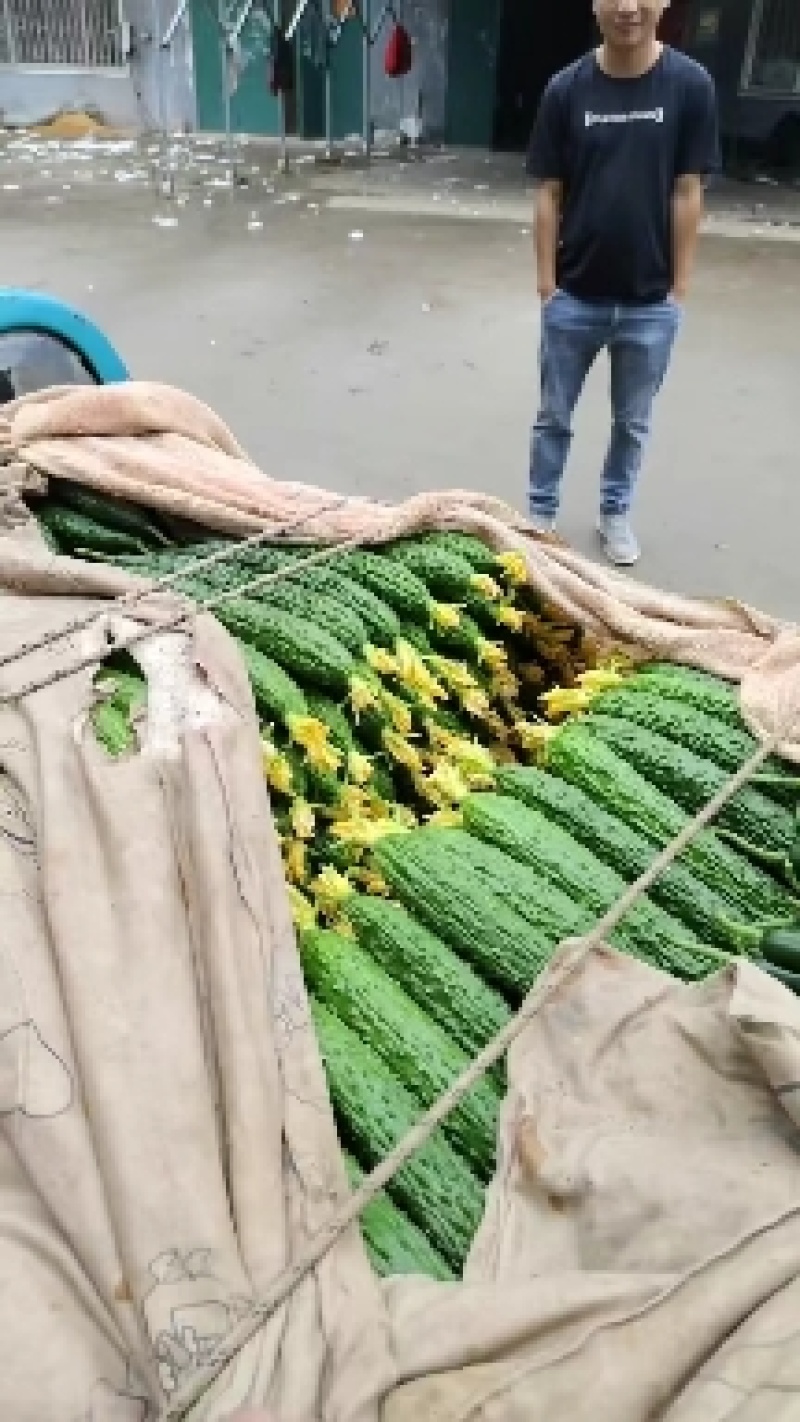 密刺黄瓜，山东莘县密刺黄瓜大量上市，实力代办，诚信经营