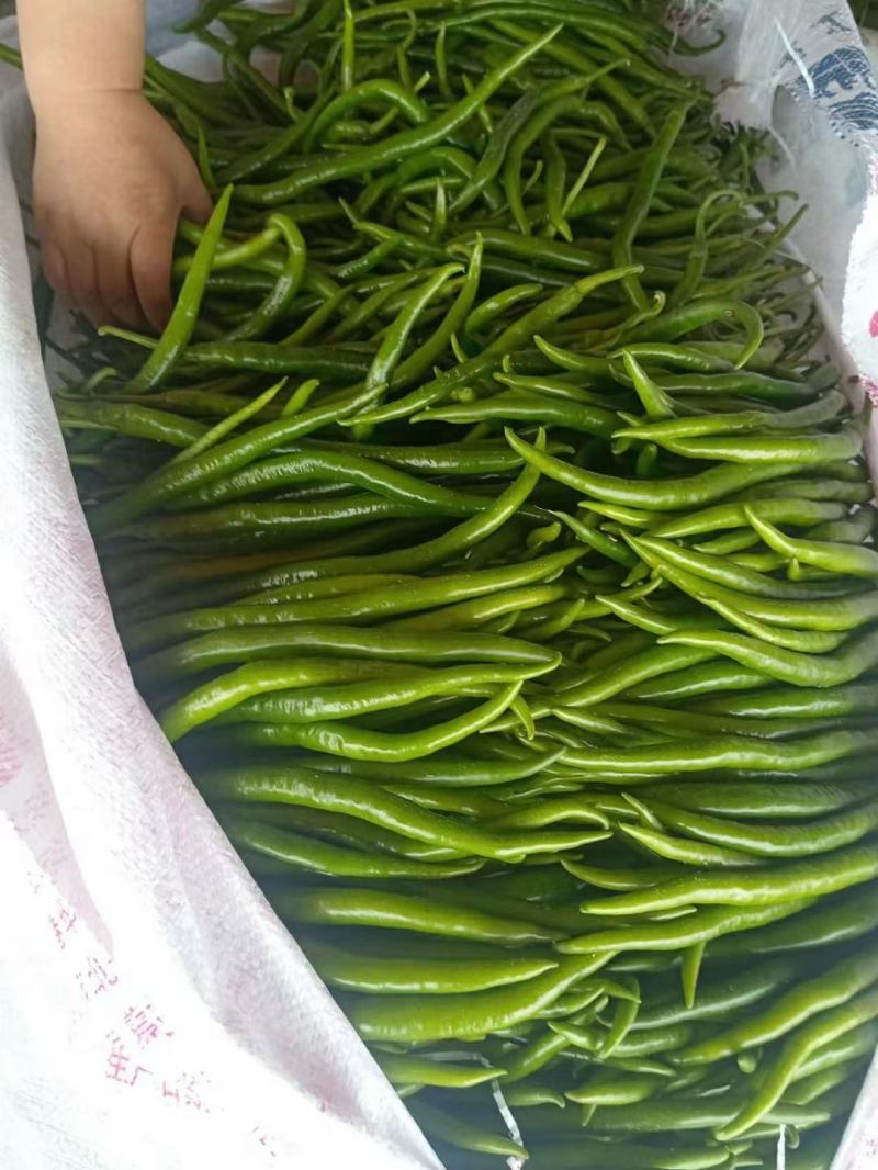 山东聊城莘县精品尖椒原产地发货一手货源批发品质保证