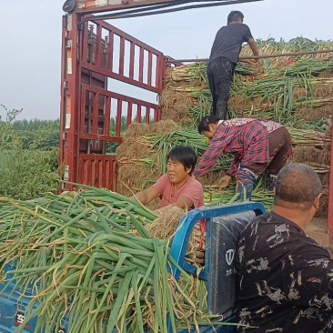 鸡泽大葱