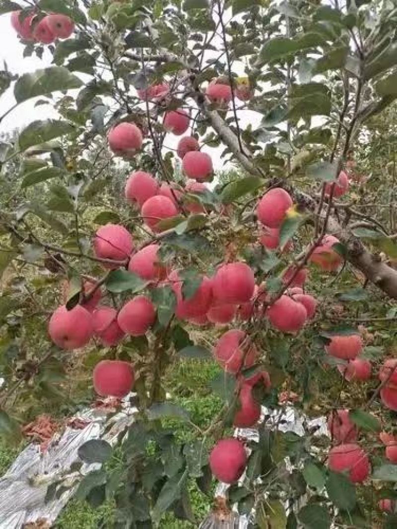 红富士苹果甘肃苹果高品质低价格电商市场商超社区团购