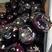 紫光圆茄一件代发，包邮，全国发货，产地直发，欢迎下单