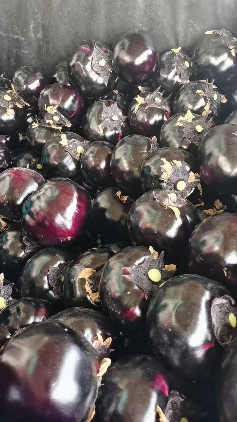 紫光圆茄一件代发，包邮，全国发货，产地直发，欢迎下单