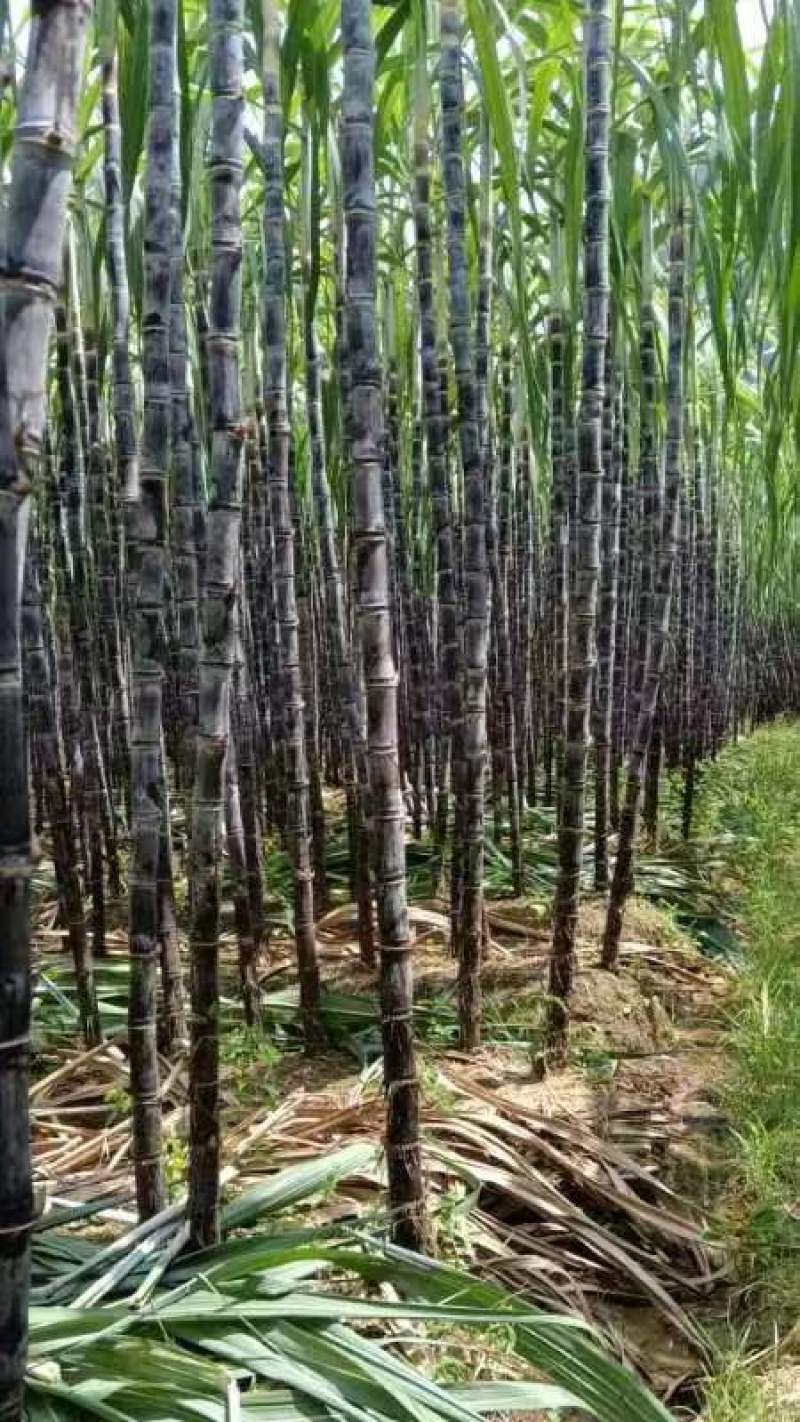 【精品】广西黑皮甘蔗新鲜上市万亩基地质量好全国发货