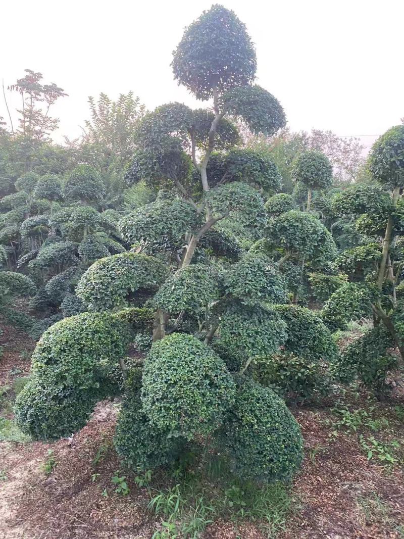 造型小叶女贞云朵动物花瓶花栏大锁