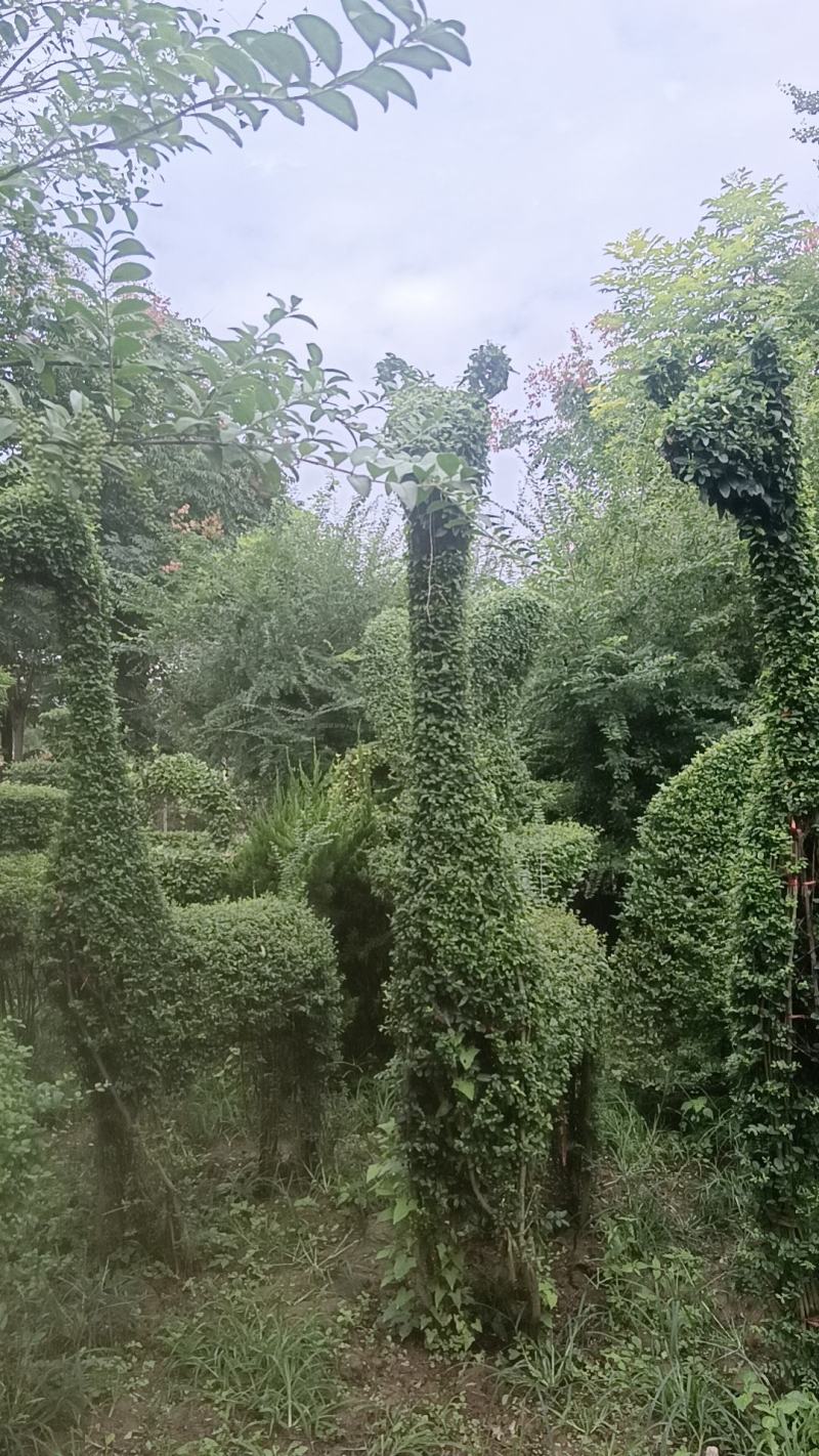 造型小叶女贞云朵动物花瓶花栏大锁