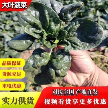 【地趴菠菜】菠菜地趴散装菠菜河南基地直发对接商超来电优惠