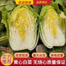 白菜黄心白菜无烧心质量好单颗4到6斤诚信商家