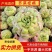 芥菜疙瘩万亩基地质量保证诚信商家发全国酱菜厂用